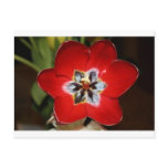 Blooming Tulip Post Cards
