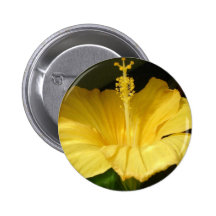 Blooming Yellow Hibiscus  Button