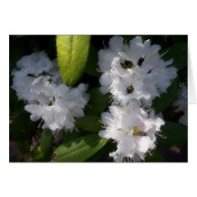 Blooms of White Greeting Card