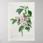 Blossom, from 'Les Choix des Plus Belles Print