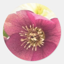 Blossom - Hellebore Close Up Stickers