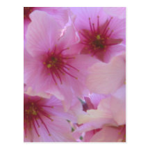 Blossom of Love Postcards