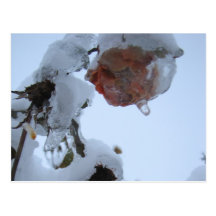Blossom of Snow Postcard