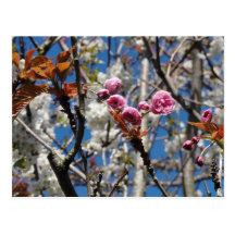Blossom Trees 2 Post Cards