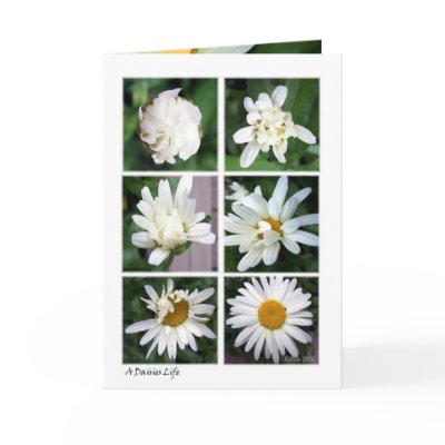 Blossomed Card by kapsgreetingcards
