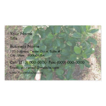 Blossoming hibiscus plant with pink flowers business card