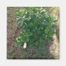 Blossoming hibiscus plant with pink flowers magnet