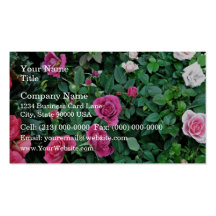Blossoming Rose with differen shades of pink Business Cards