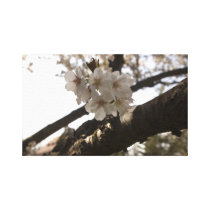 Blossoms canvas prints