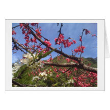 Blossoms card