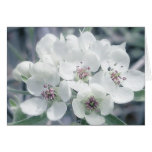 Blossoms in Morning Light Card