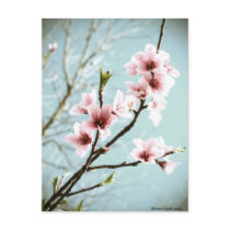 Blossoms In Spring Post Card