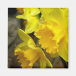 Blossoms Left Magnets