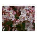 Blossoms Post Cards