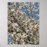 blossoms poster