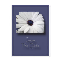 Blue African Daisy Save The Date Postcard