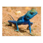 Blue Agama Sinaita Lizard Post Cards