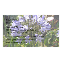 Blue agapanthus blossoming on a sunny day business cards
