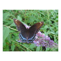 Blue and Brown Butterfly ~ Photo