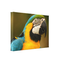 blue and gold macaw stretched canvas prints