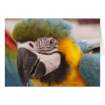 Blue and Gold Macaw Card