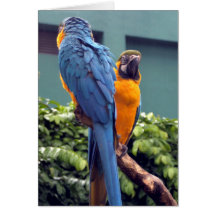 Blue and Gold Macaw Card