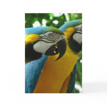 Blue and Gold Macaw Greeting Card