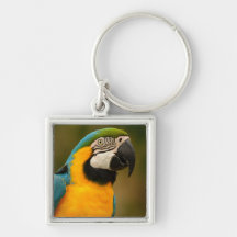 blue and gold macaw keychains