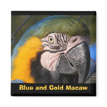 Blue and Gold Macaw Magnets