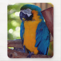 Blue and Gold Macaw Mouse Mat
