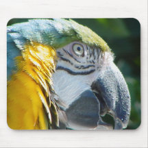 Blue and Gold Macaw Mousepad