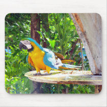 Blue and Gold Macaw Parrot mousepads