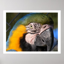Blue and Gold Macaw Parrot