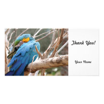 Blue And Gold Macaw Photo Card Template