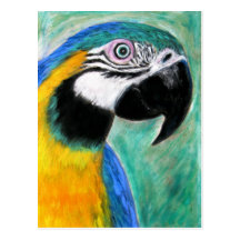 Blue and Gold Macaw - Postcard