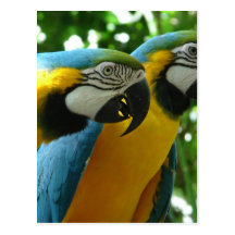 Blue and Gold Macaw Postcard