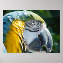 Blue and Gold Macaw Print