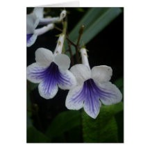 Blue and White flowers | Card