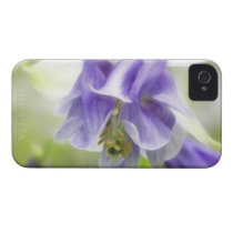 Blue And White Frilly Columbine Iphone 4 Covers