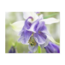 Blue And White Frilly Columbine Post Cards