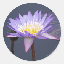 Blue And White Water Lily Sticker