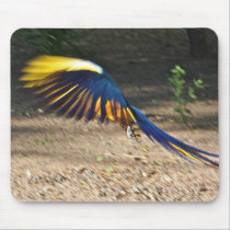 Blue-and-Yellow Macaw takes flight mousepads
