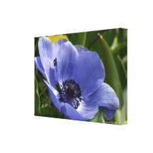 Blue Anemone Stretched Canvas Print