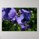 Blue Anemones Print