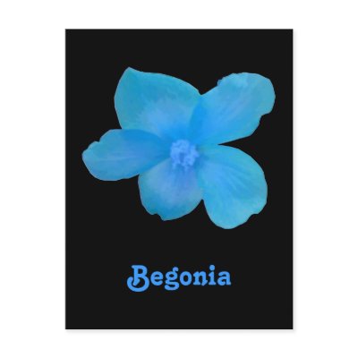 Blue Begonia Customizable Postcard by Fallen_Angel_483