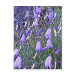 Blue Bells flowers Postcards