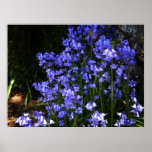 Blue Bells Hyacinth ~Print~