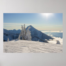 Blue Bird in the Alpine Art Print