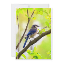 Blue Bird Invitation