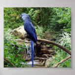 Blue Bird of Paradise posters